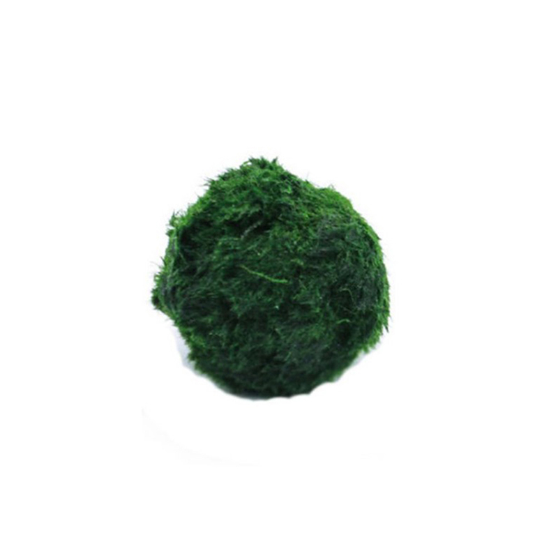 Planted Aquarium Moss - Marimo Moss Balls Live Aquarium Plant