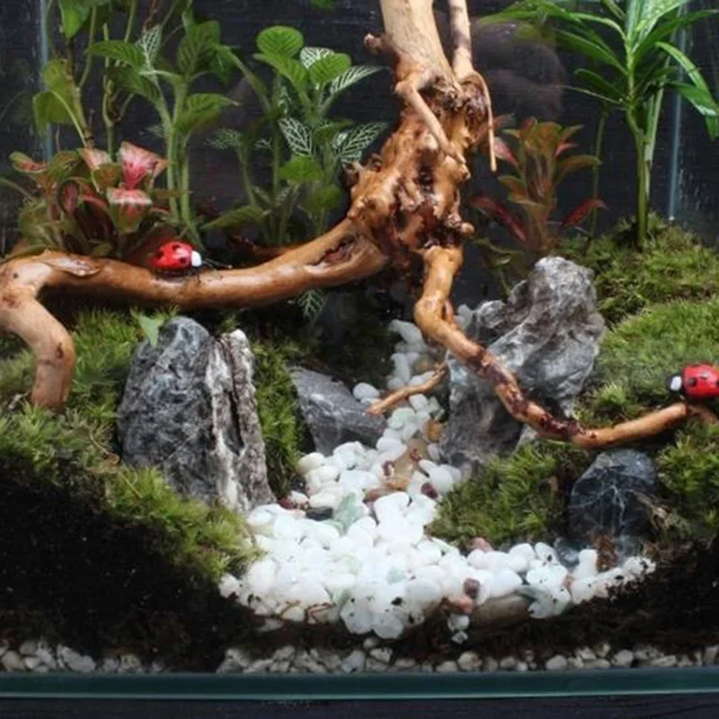 Natural Tree Trunk Driftwood A - Aquarium Planted Wood review and price