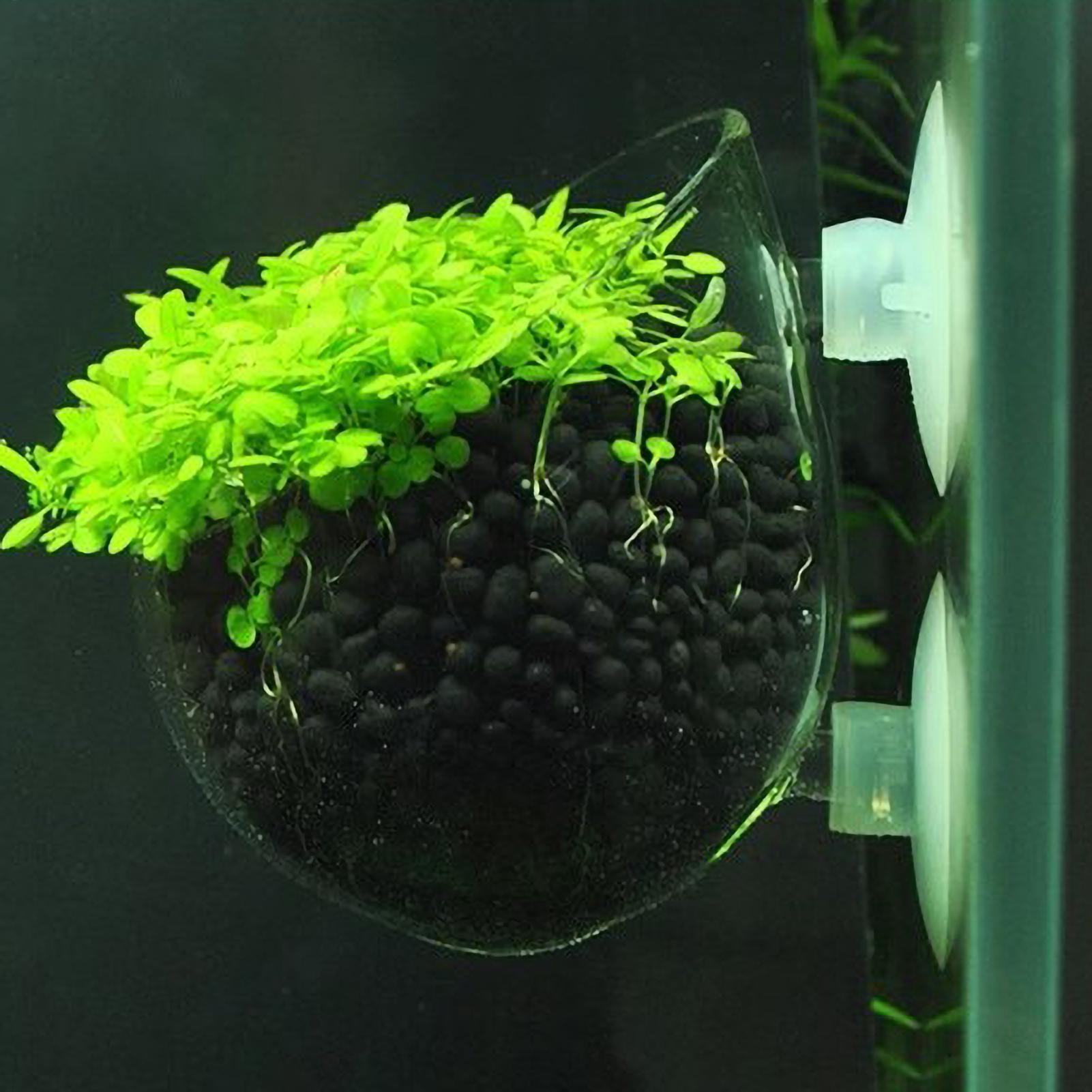 Aquarium Plant Holder Glass Aq - Aquarium Plant Holder review and price
