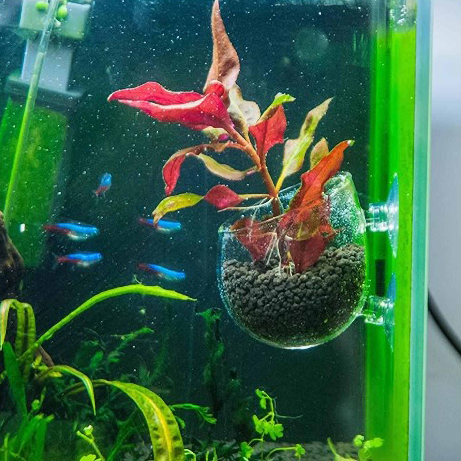 Aquarium Plant Holder Glass Aq - Aquarium Plant Holder review and price