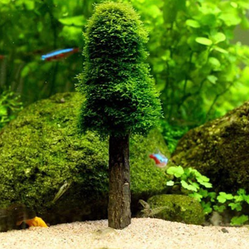 Aquarium Decoration Simulation - Planted Aquarium Moss review and price