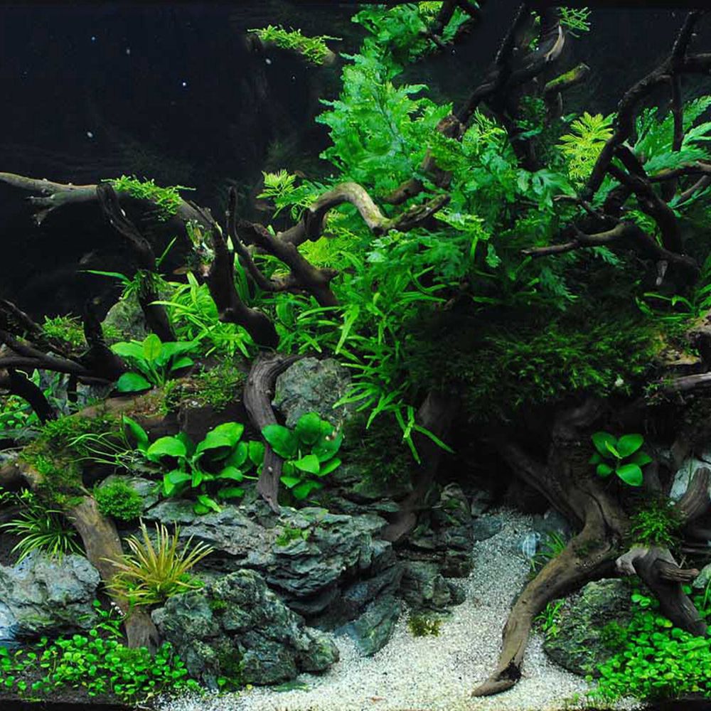 1 Pcs Wood Reptile Fish Tank O - Aquarium Planted Wood review and price