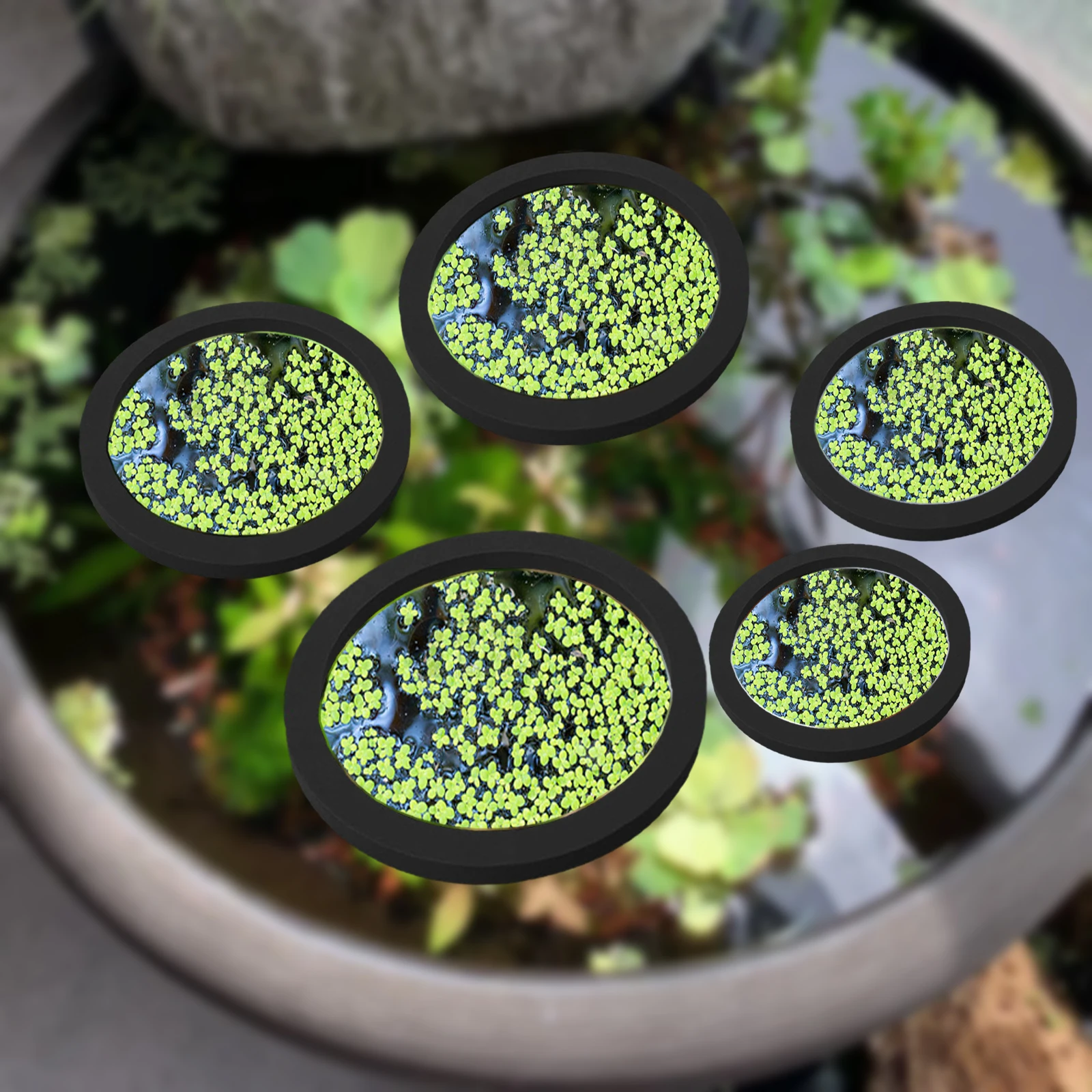 5Pcs EVA Fish Feeding Ring Aqu - Aquarium Planted Fish review and price