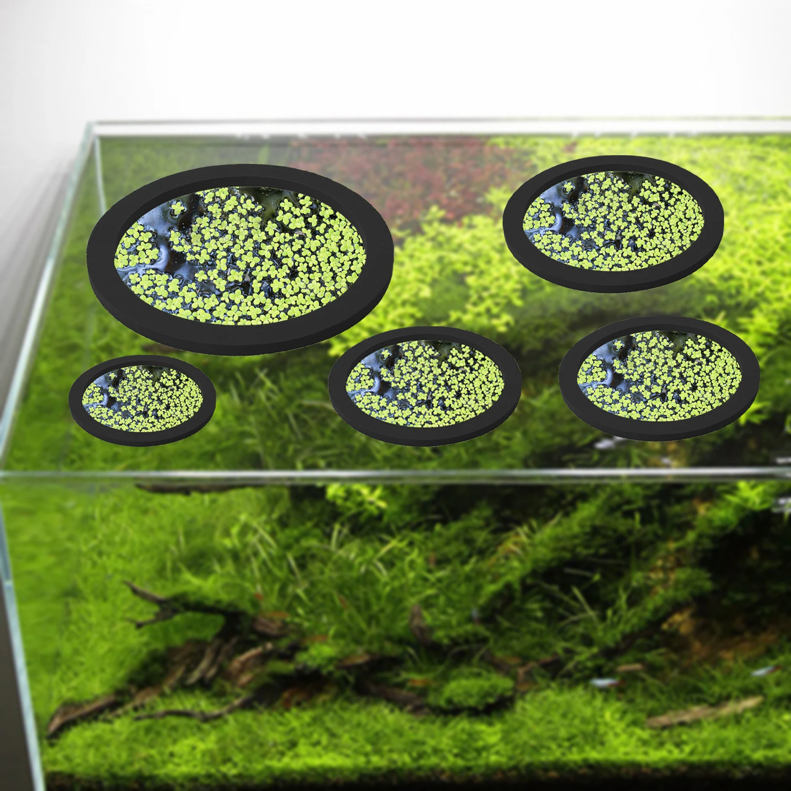 5Pcs EVA Fish Feeding Ring Aqu - Aquarium Planted Fish review and price