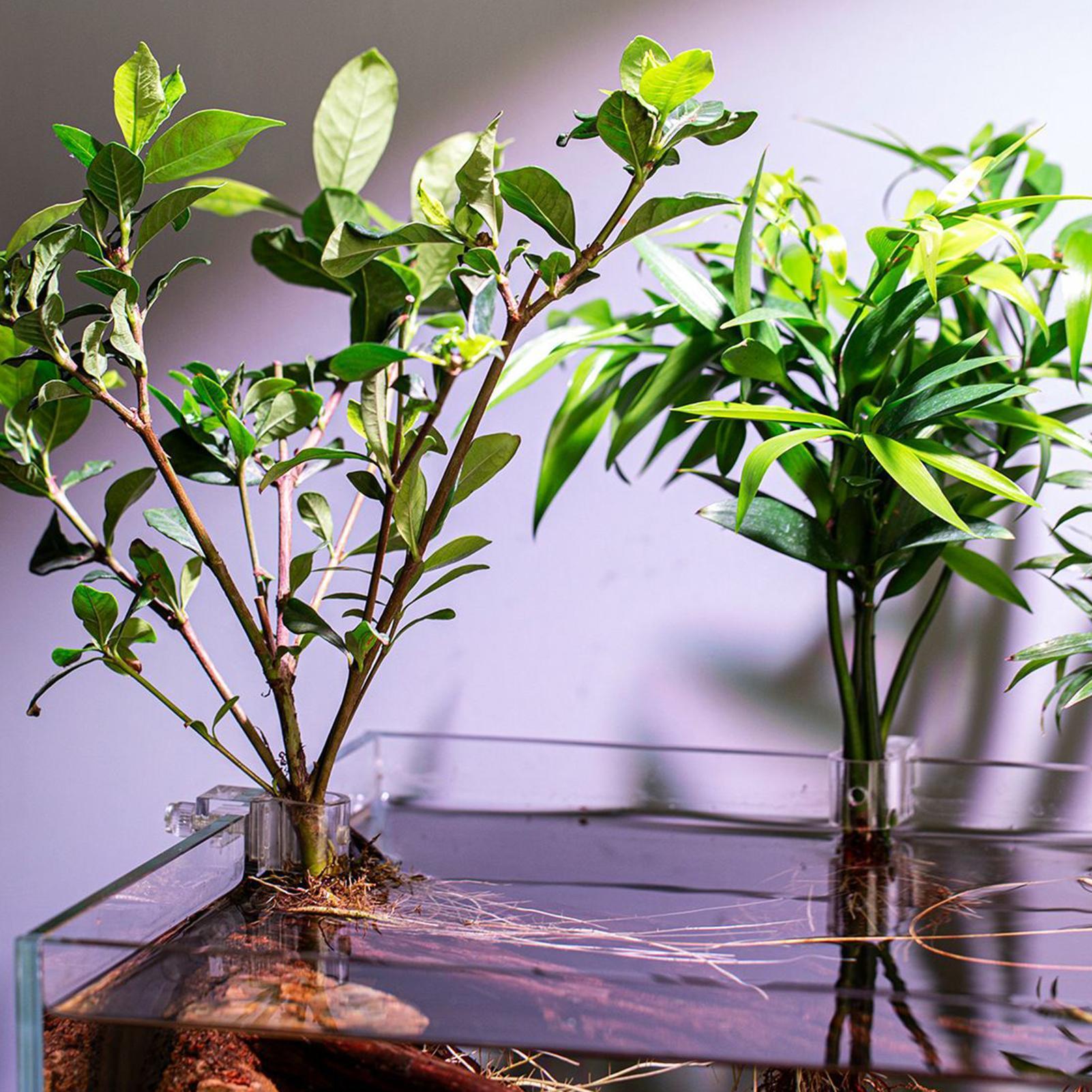 Mini Fish Tank Planter Pot 6Pc - Planted Aquarium Mini review and price