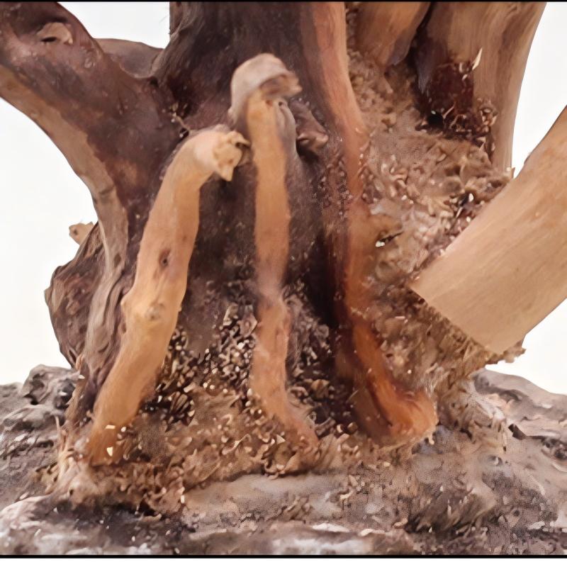 1PC Aquarium Landscaping Wood  - Aquarium Planted Wood review and price