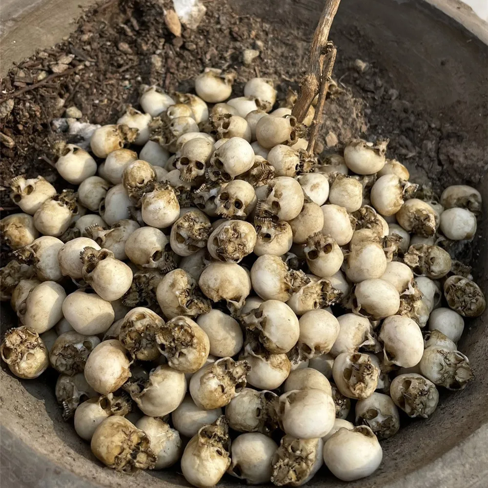 Mini Skull High Quality Miniat - Aquarium Plant Nursery review and price