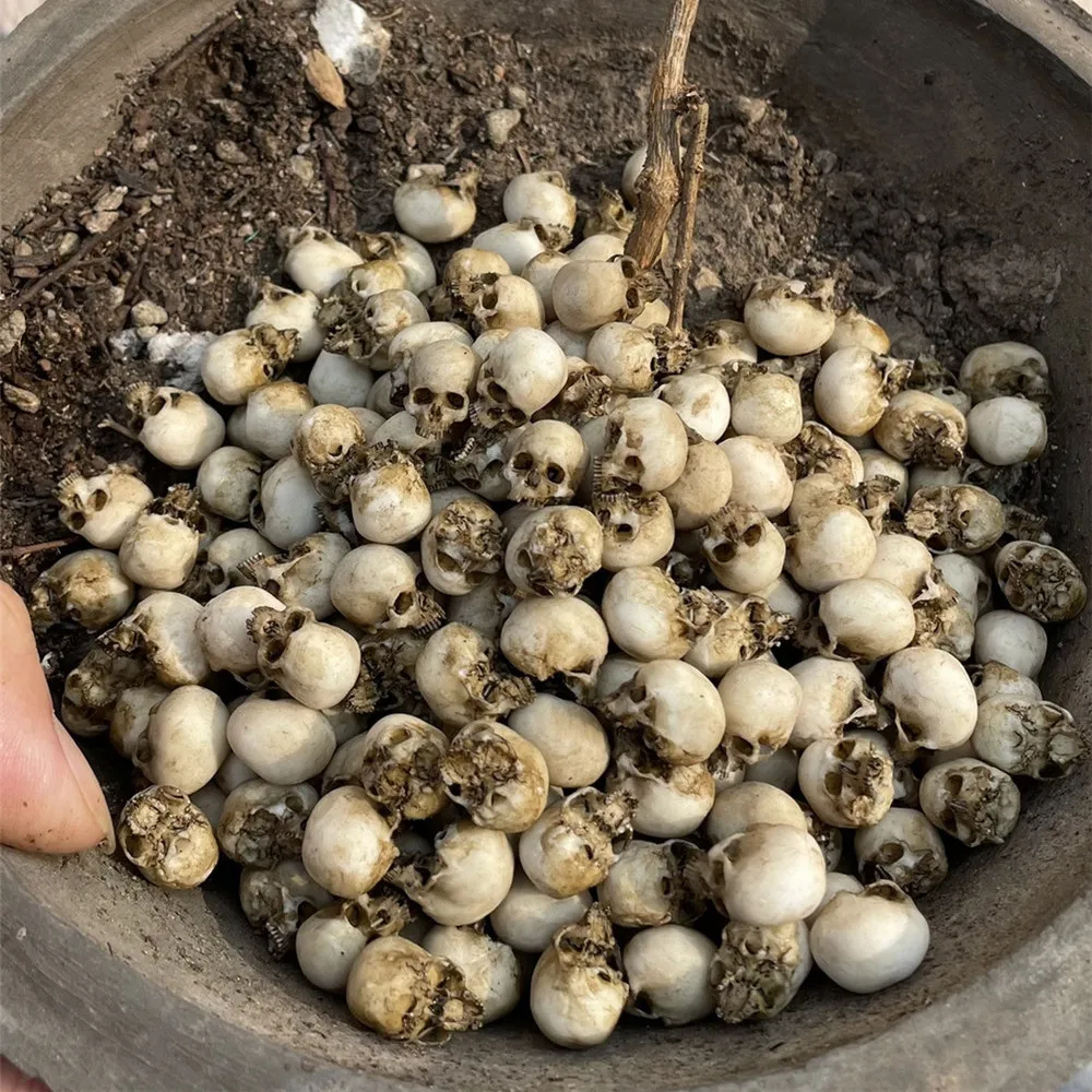 Mini Skull High Quality Miniat - Aquarium Plant Nursery review and price
