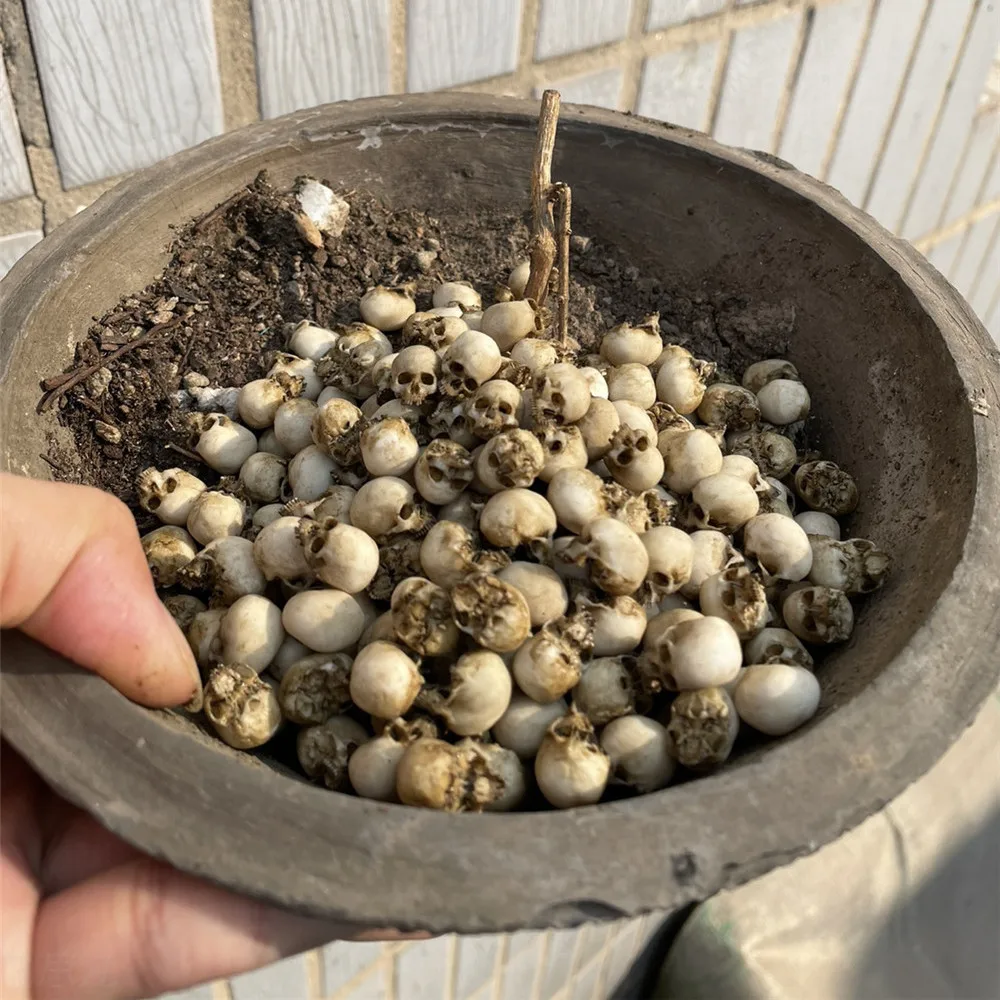 Mini Skull High Quality Miniat - Aquarium Plant Nursery review and price