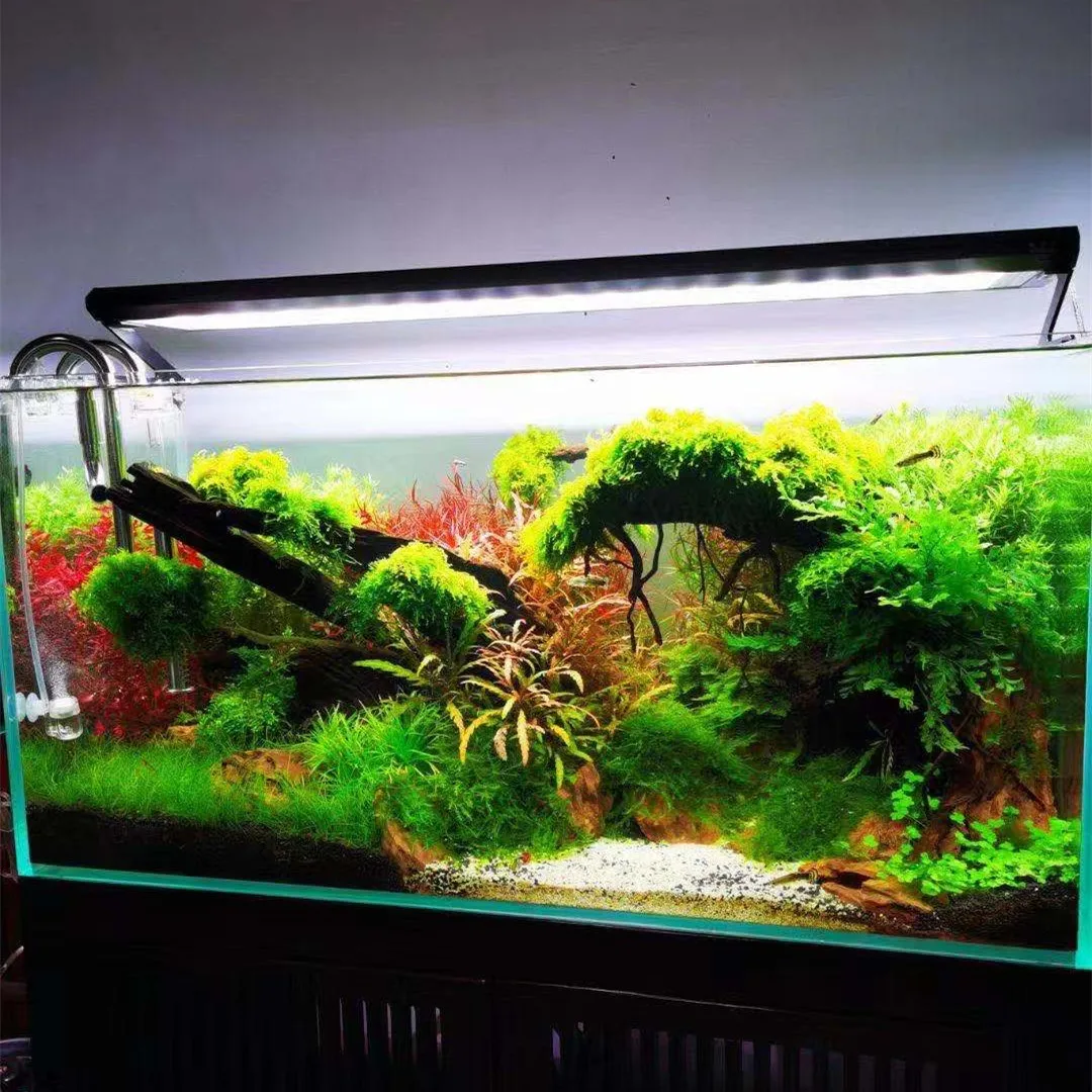 WEEK AQUA P Series Aquarium Fu - Aquarium Plant On Top review and price